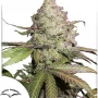 Семена конопли Auto CBD Charlotte’s Angel® от Dutch Passion